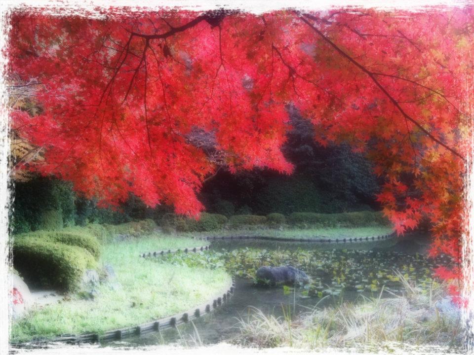 A Fragrant Walk through Kyoto